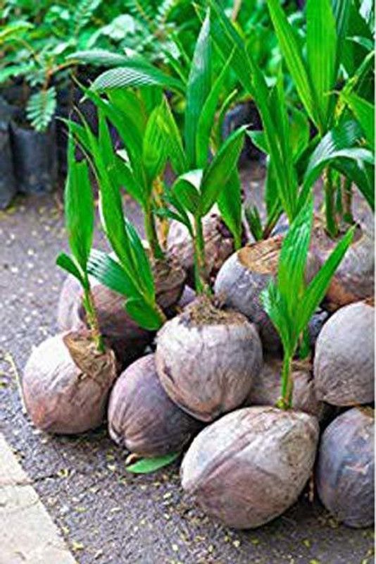 GETFLIX Coconut Plant  (Hybrid, Pack of 1)