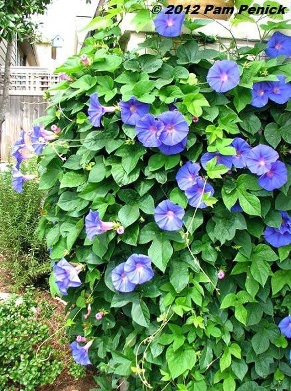 Airex MORNING GLORY FLOWER Seed  (25 per packet)