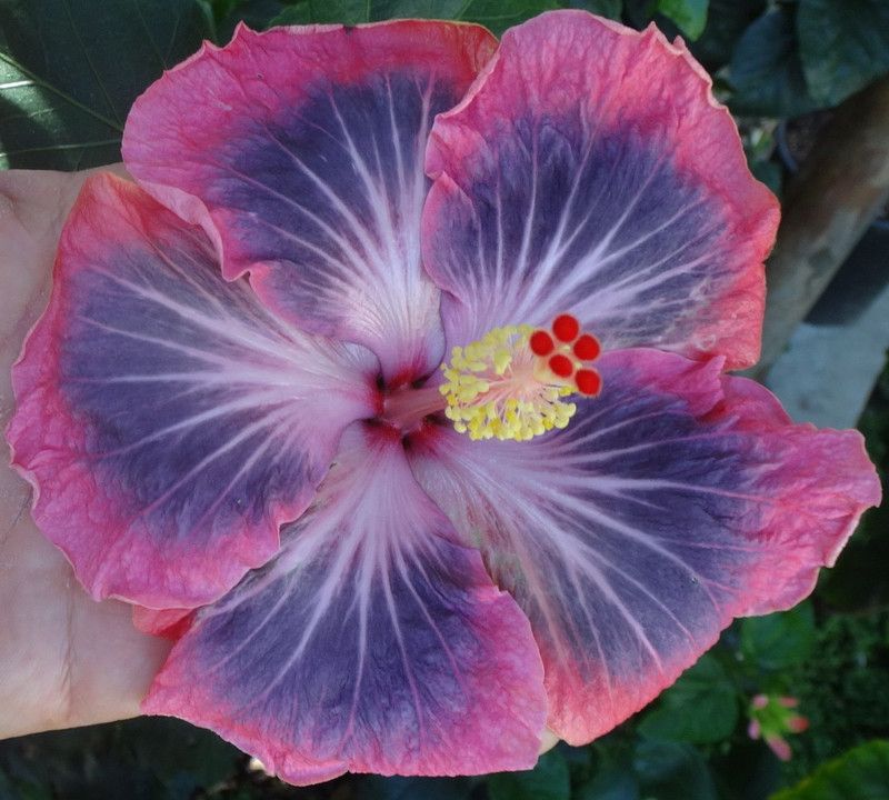 SAVE GREEN Hibiscus Plant  (Hybrid, Pack of 1)