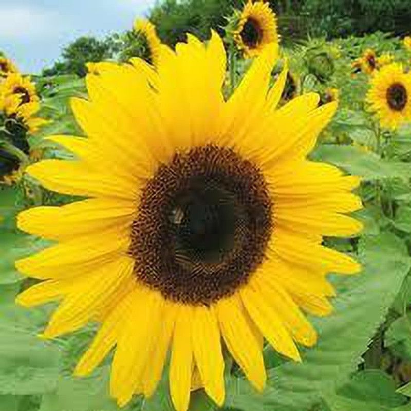 XOLDA Exotic sunflower Seed  (19 per packet)
