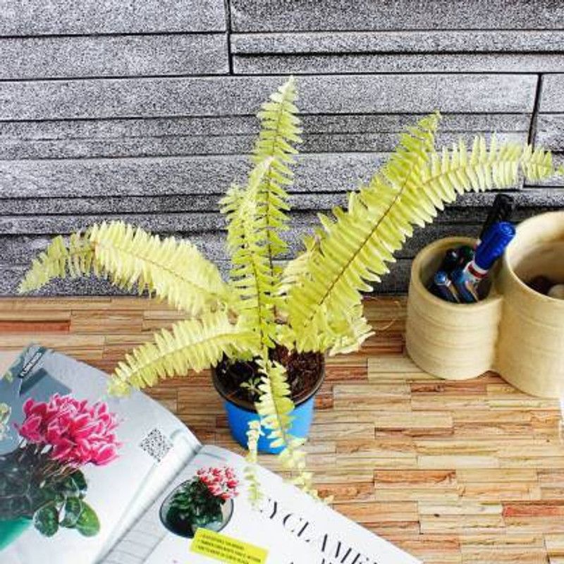Puspita Fern Plant  (Pack of 1)