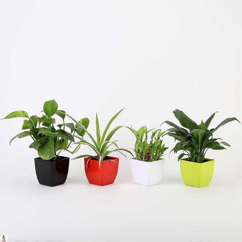 The Forestta Money Plant  (Pack of 4)
