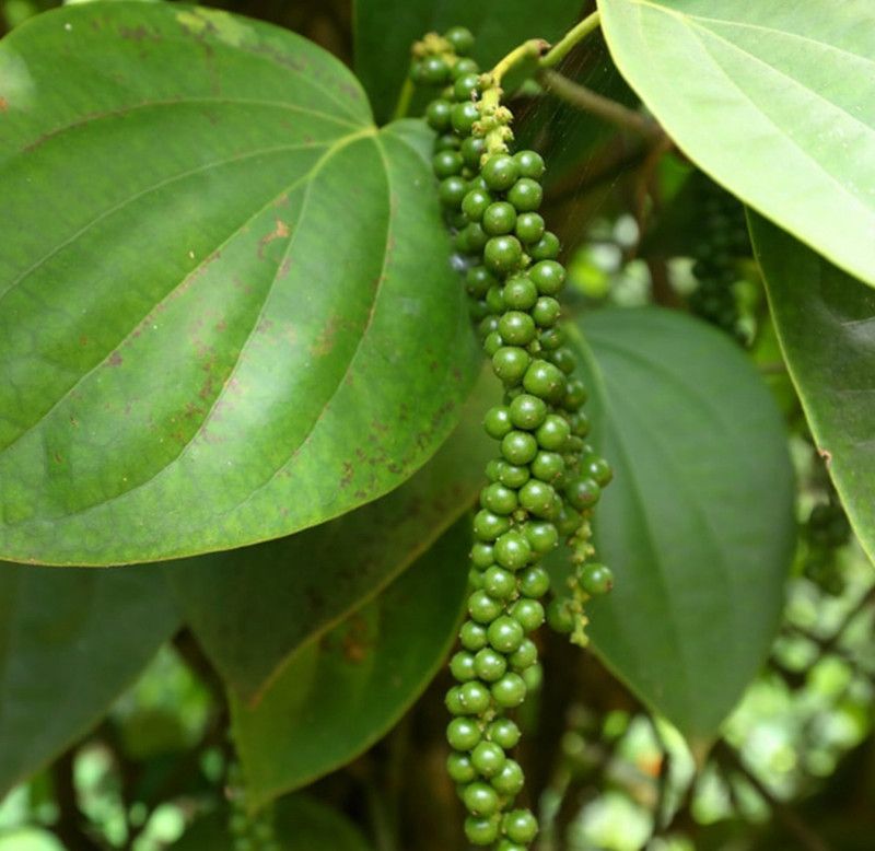 EliteGreen Black Pepper Plant  (Hybrid, Pack of 1)