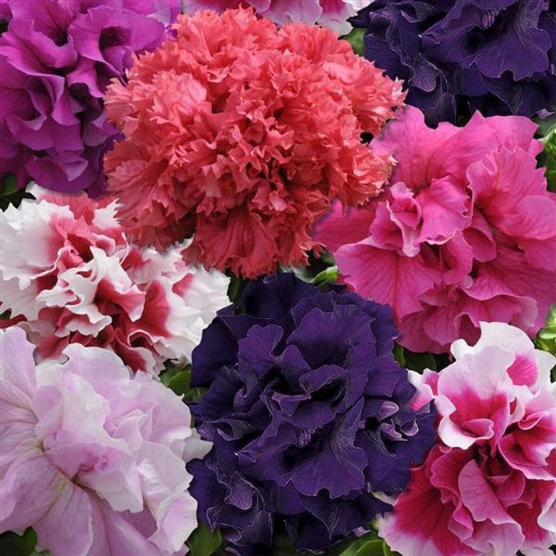 XOLDA Exotic Petunia Double Mix Seed  (92 per packet)