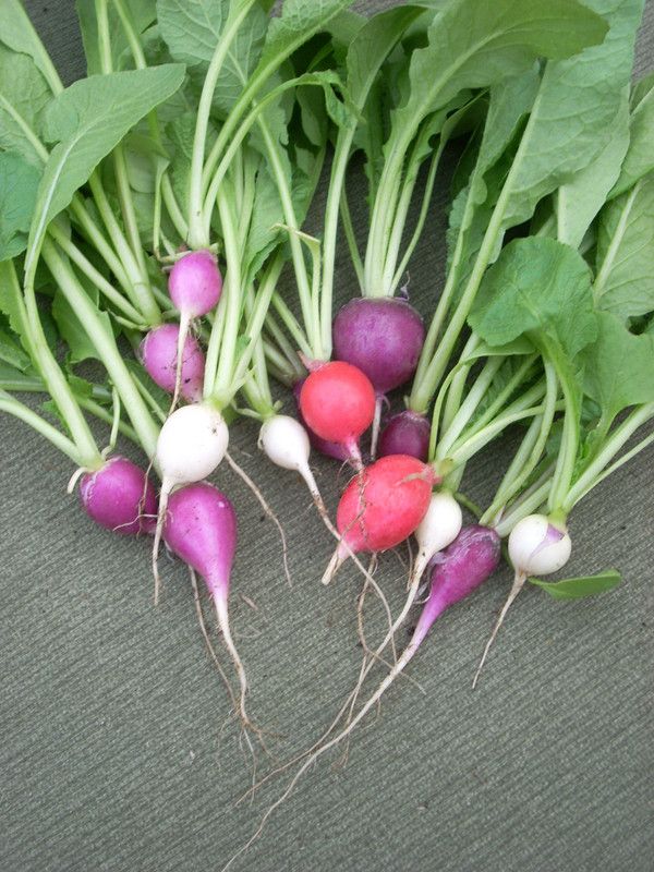 seedagro Radish Seed  (250 per packet)