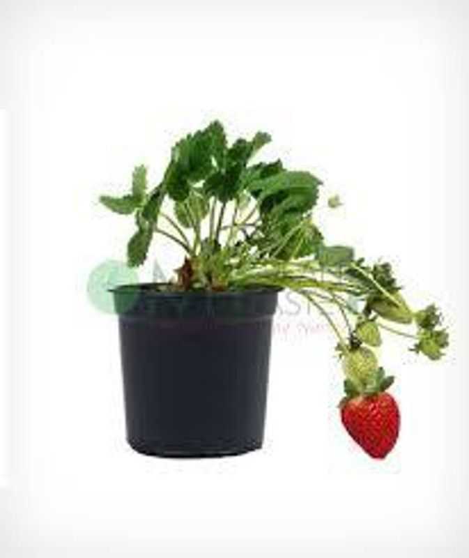 XOLDAA F1 HYBRID best quality strawberry fruit seeds Seed  (71 per packet)
