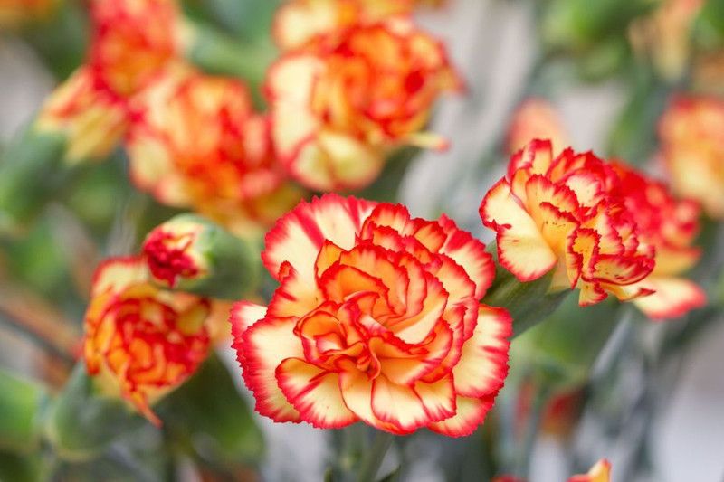 XOLDA Exotic carnation Seed  (19 per packet)