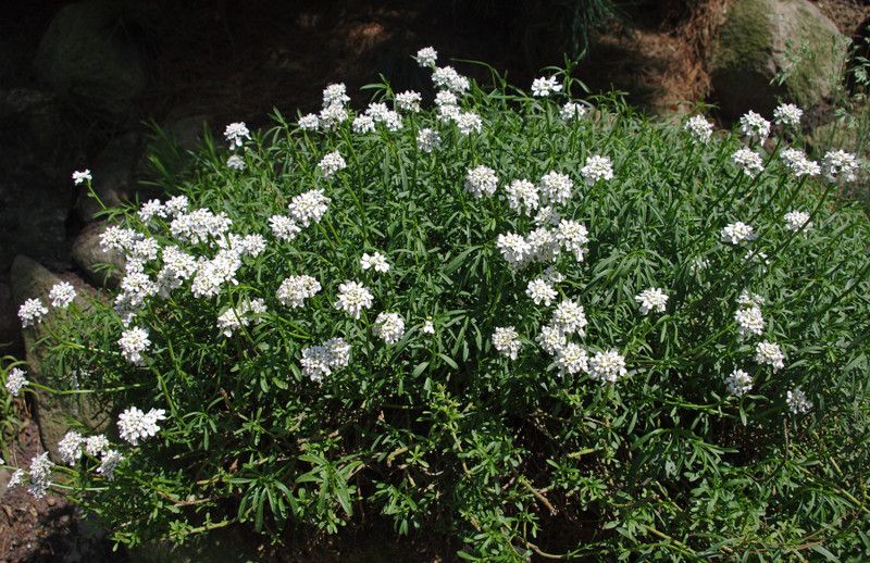 Paudha Candytuft Seed  (10 per packet)