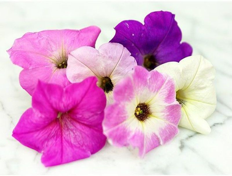 Paudha Petunia Seed  (21 per packet)