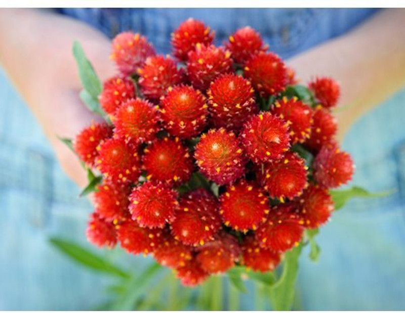 XOLDA Gomphrena Red Hybrid Seed  (35 per packet)