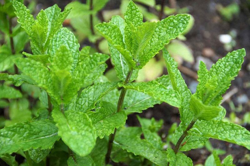 PLANTZON Pudina Mint plant Seed  (31 per packet)