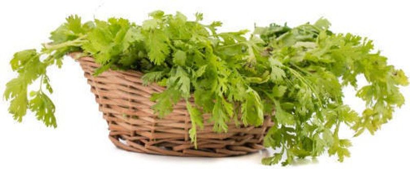 ZOTIKOS Coriander Seed  (40 per packet)