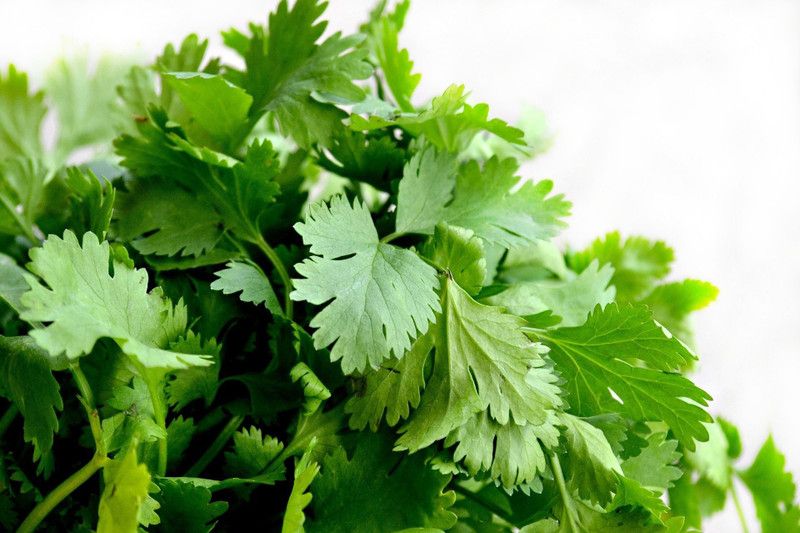 Mozette Coriander Vegetable Seed  (10 per packet)