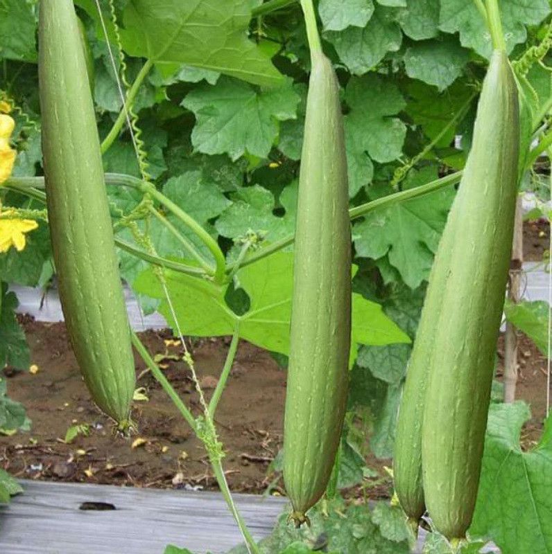 UGRA Sponge Gourd Long Seed  (300 per packet)