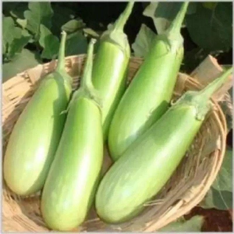 Aro Brinjal Green Long, Brinjal, Eggplant Seed  (250 per packet)