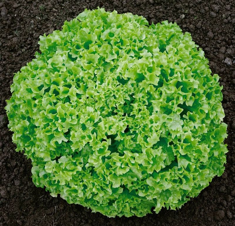 Mozette Lettuce Curly Hybrid Seed  (12 per packet)