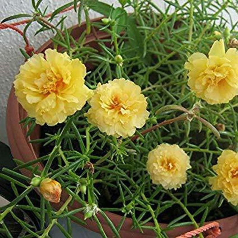 The Nursery Fern Plant  (Hybrid, Pack of 1)
