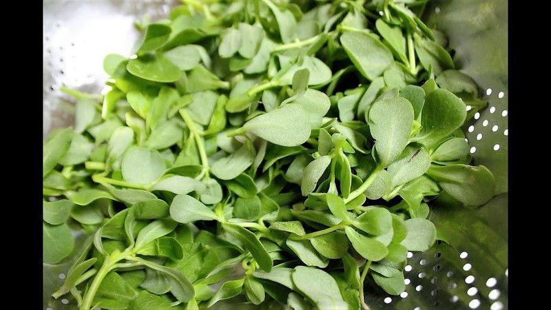 Mozette Kulfa Seed  (50 per packet)