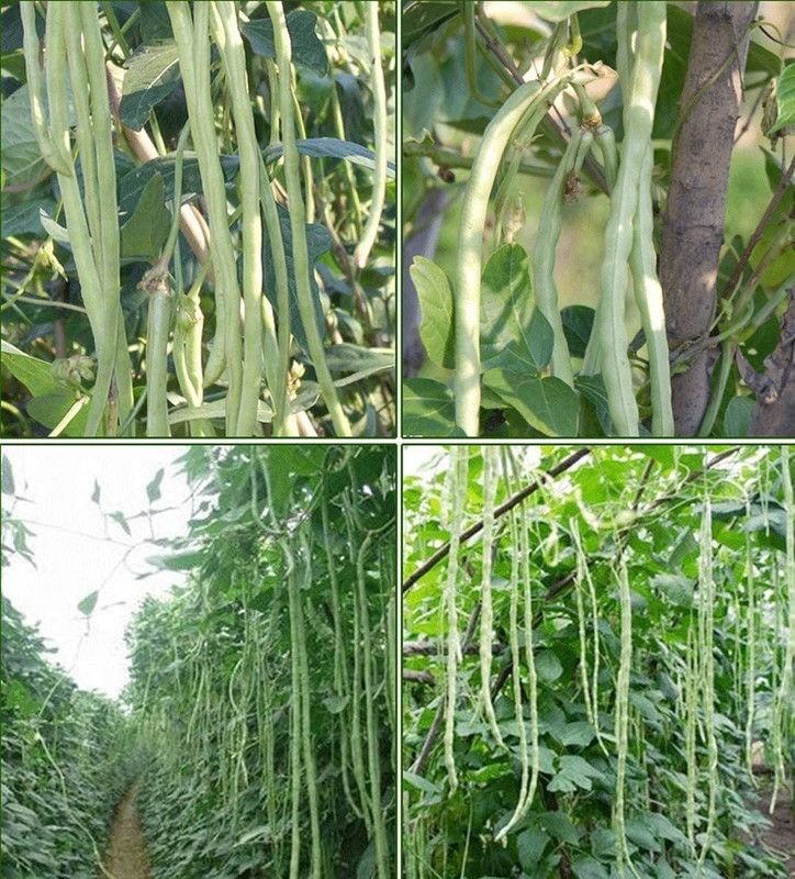 Qualtivate ™ Hybrid White Long Bean Seeds Seed  (500 per packet)