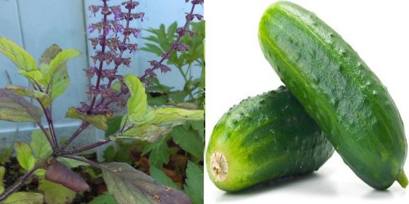 xcentax Cucumber, Holy Basil Shyama Tulsi Seed  (20 per packet)