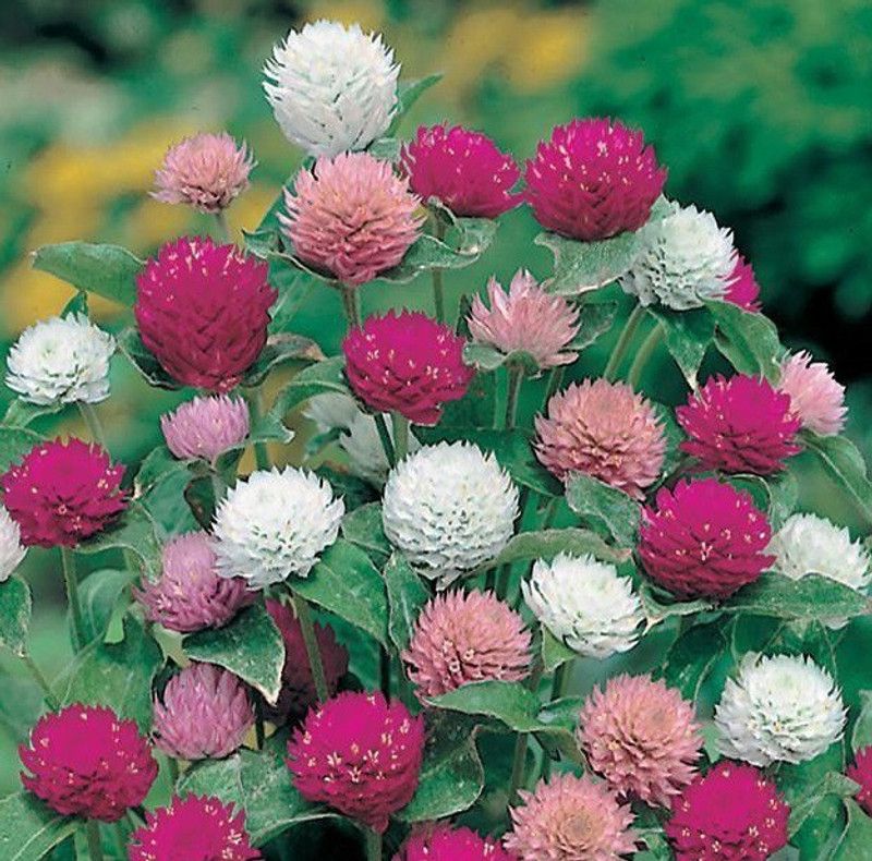PMB Exotic gomphrena Seed  (10 per packet)