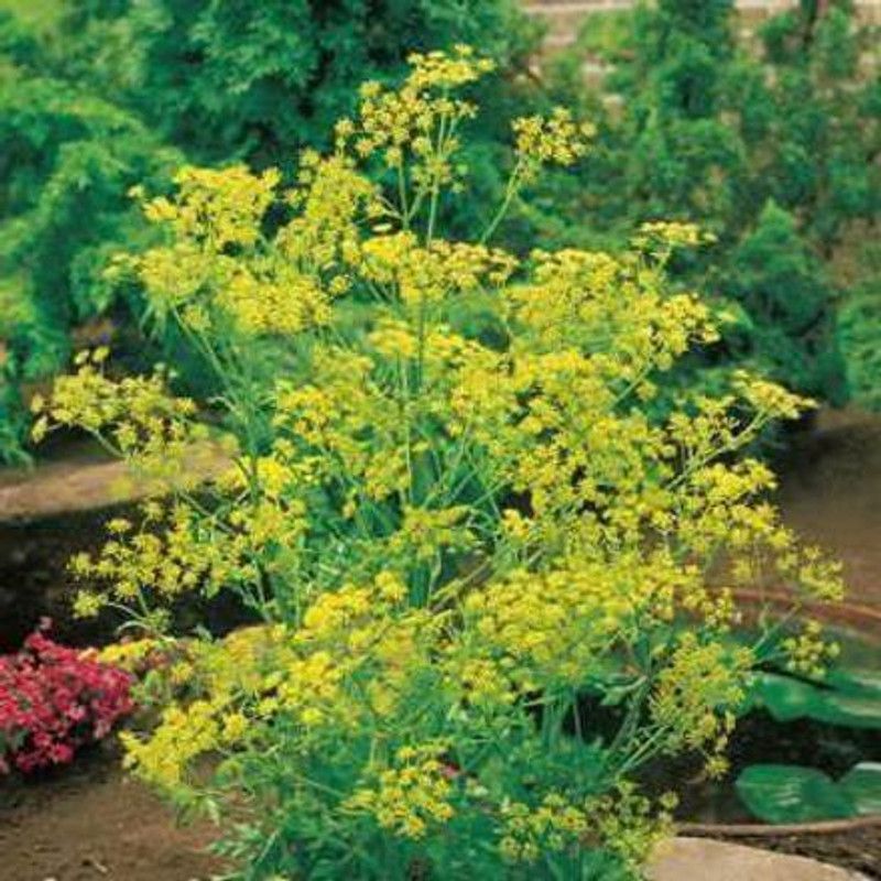 WILLVINE GBPUT-106 Organic Bouquet Dill Seeds Seed  (1000 per packet)