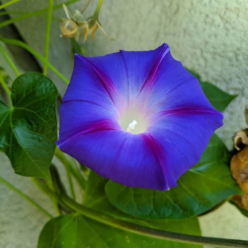 rmd Morning Glory Seed  (26 per packet)
