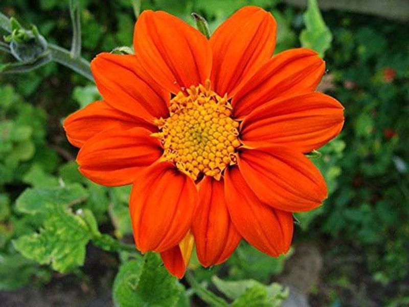 Nodoc Tithonia flower Seed  (14 per packet)