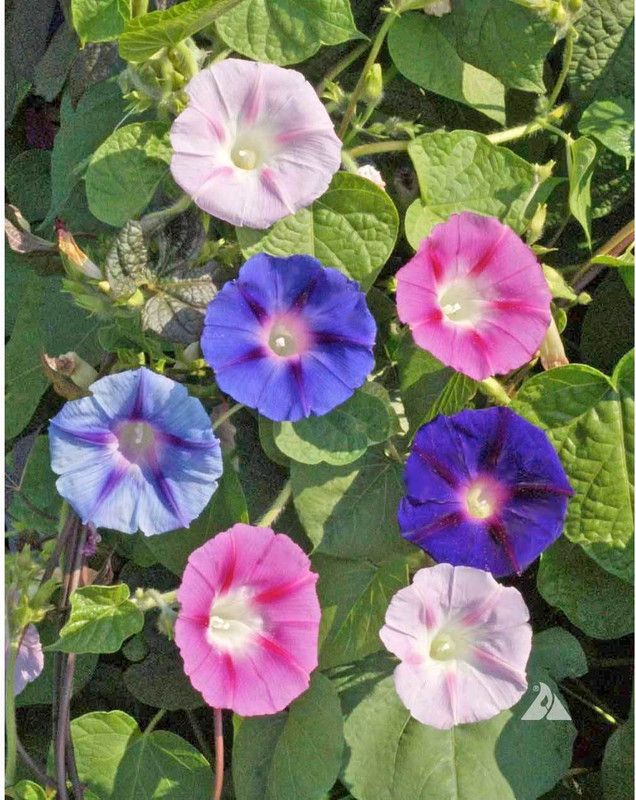Mozette Hybrid Morning Glory Mix Seed  (65 per packet)