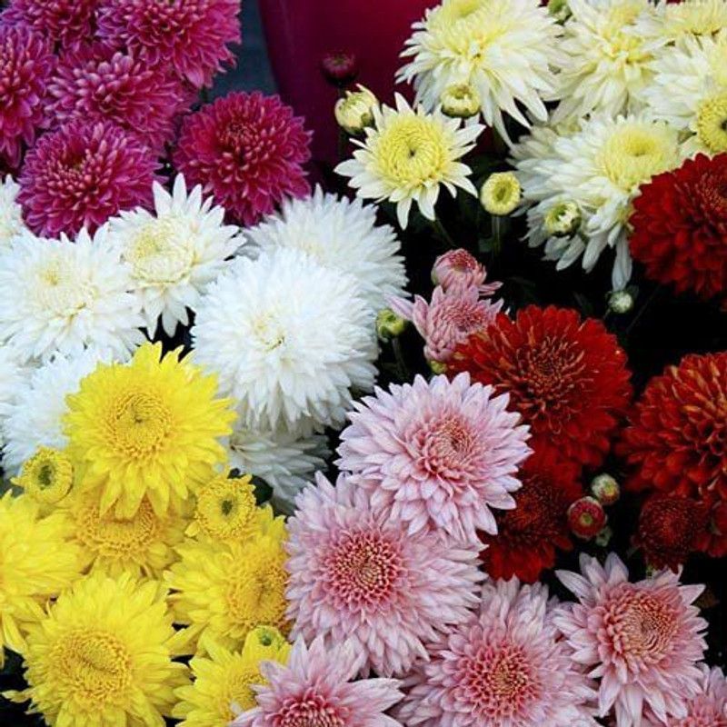 KANAYA Chrysanthamum Mix/Chamanti Seed  (105 per packet)