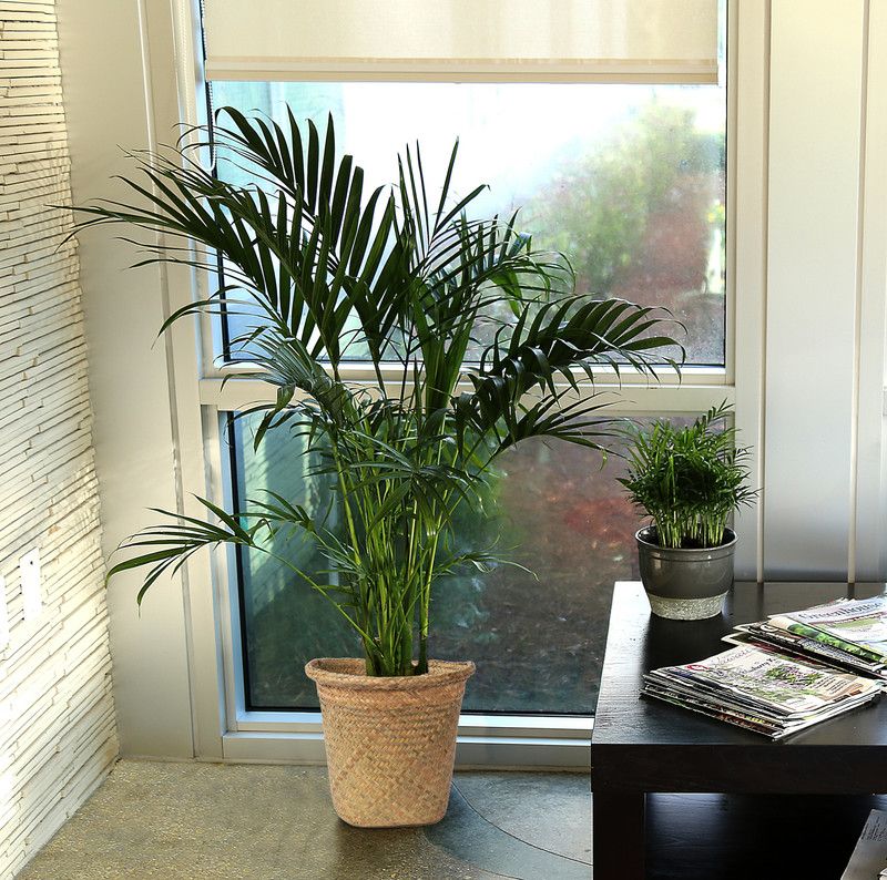 Zomoloco Areca Palm  (Hybrid, Pack of 1)