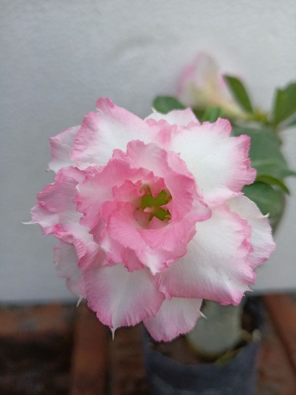 M/s. Nature Trade Adenium Plant  (Hybrid, Pack of 1)