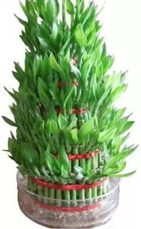 MAA Bamboo, Lucky bamboo Seed  (90 per packet)