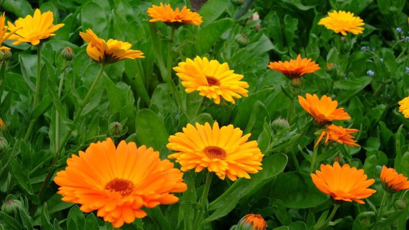Paudha Calendula Seed  (25 per packet)
