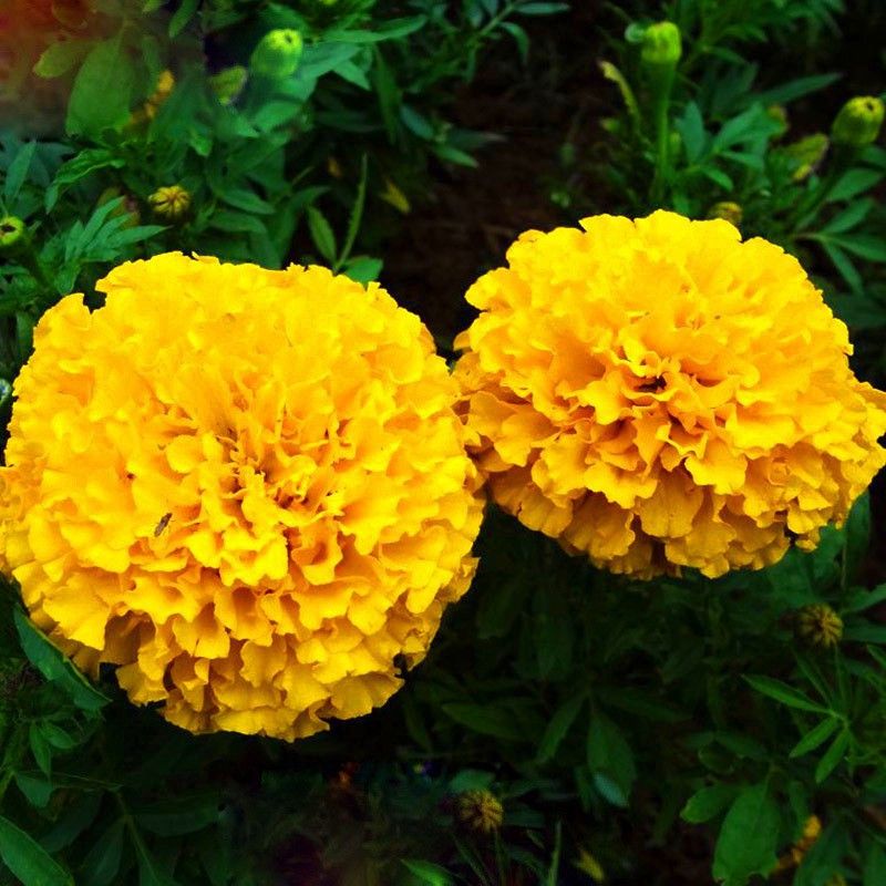 Redoak Yellow Petals Maidenhair flower Seeds - 50 Pcs Seed  (50 per packet)