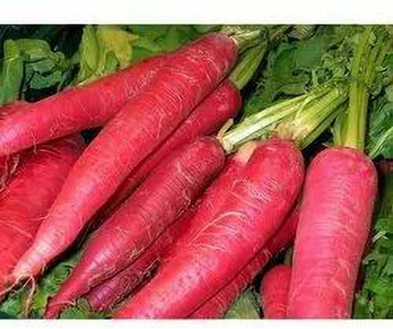 Mozette Organic red radish Seed  (28 per packet)