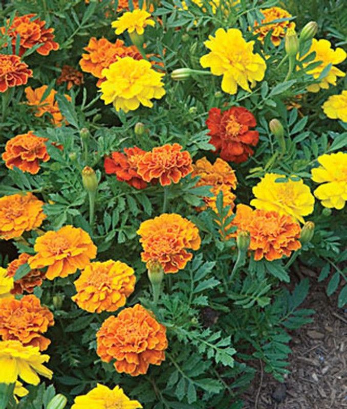 VibeX Marigold Seed  (100 per packet)