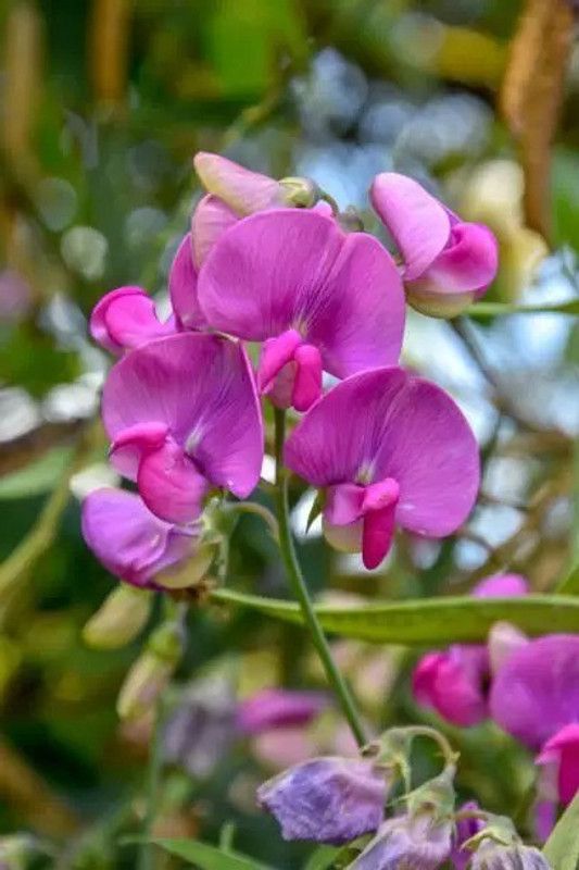 Aro Sweet pea Seed  (19 per packet)