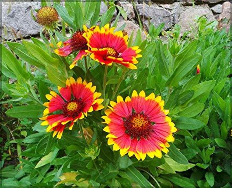Nodoc Exotic gallardia Seed  (38 per packet)
