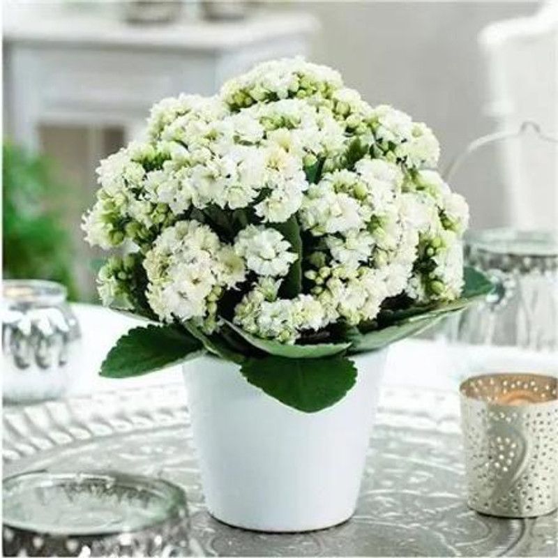 MVKR Kalanchoe Plant  (Hybrid, Pack of 1)