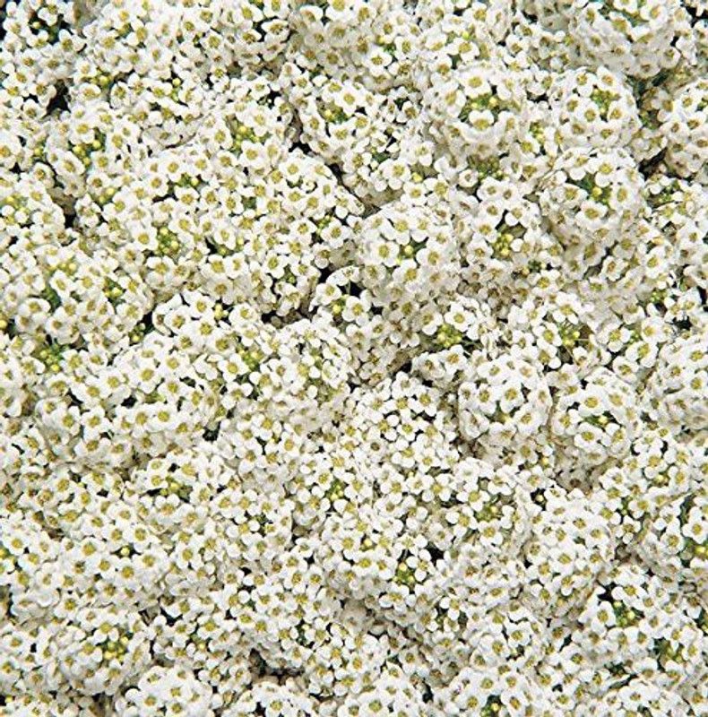 CYBEXIS Alyssum Wonderland White Flower Seeds for Gardening Seed  (50 per packet)