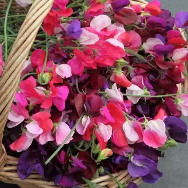 Aro Sweet pea Seed  (33 per packet)