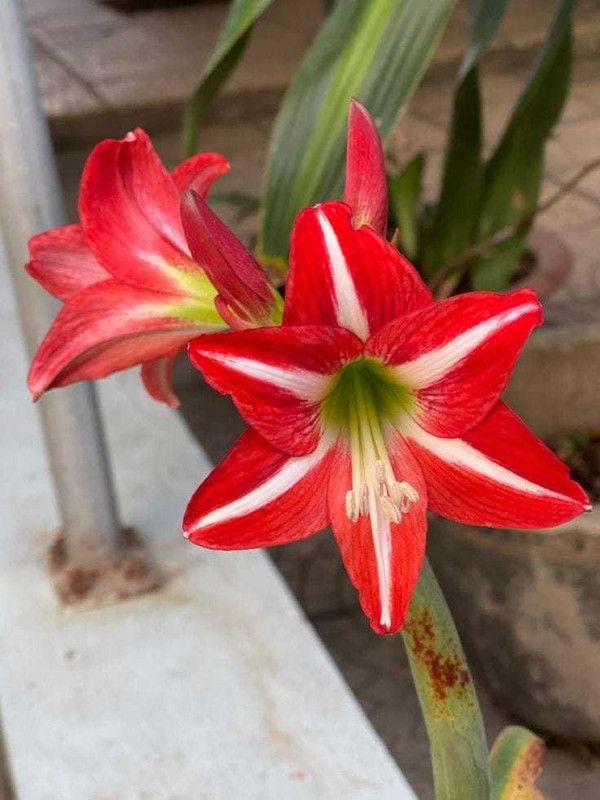 SIDDHI VINAYAK GALLERY Amaryllis Hippeastrum Lilly Flower Bulbs Double red For Home Garden Seed  (8 per packet)