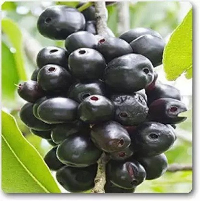 Aro Black Plum, Kala Jamun, Java Plum Seed  (31 per packet)