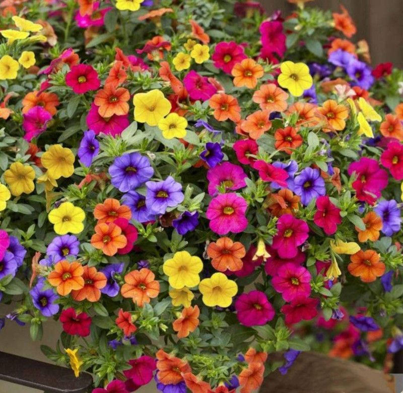 CYBEXIS Hanging Petunias, Garden Stuffed Hanging Petunias Winter Seed  (50 per packet)