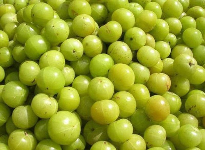 Chalisa Gooseberry, Amla Seed  (43 per packet)