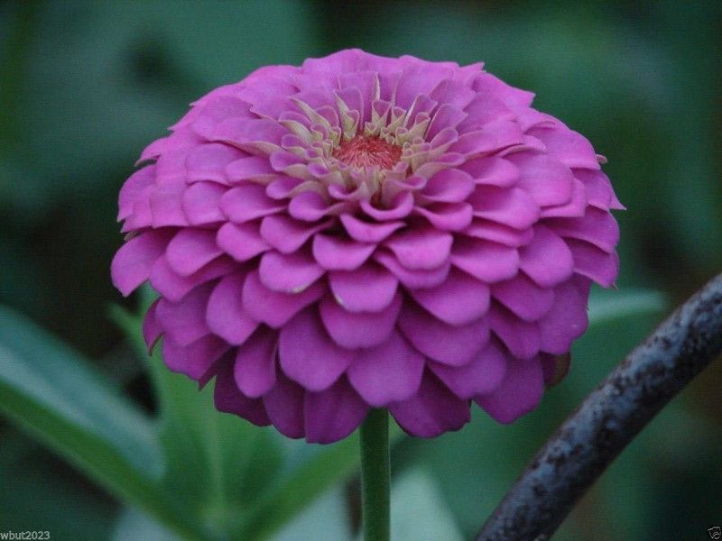 CYBEXIS Zinnia Seeds - Purple Prince' Seed  (25 per packet)