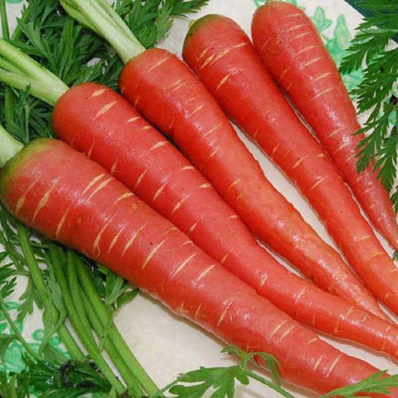 Xesas Red Carrot Seed  (40 per packet)