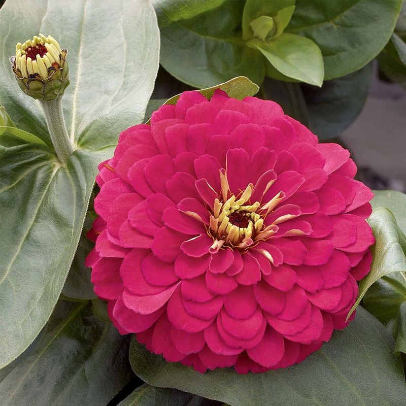 CYBEXIS Zinnia Flower Garden Seeds -Cherry Seed  (25 per packet)