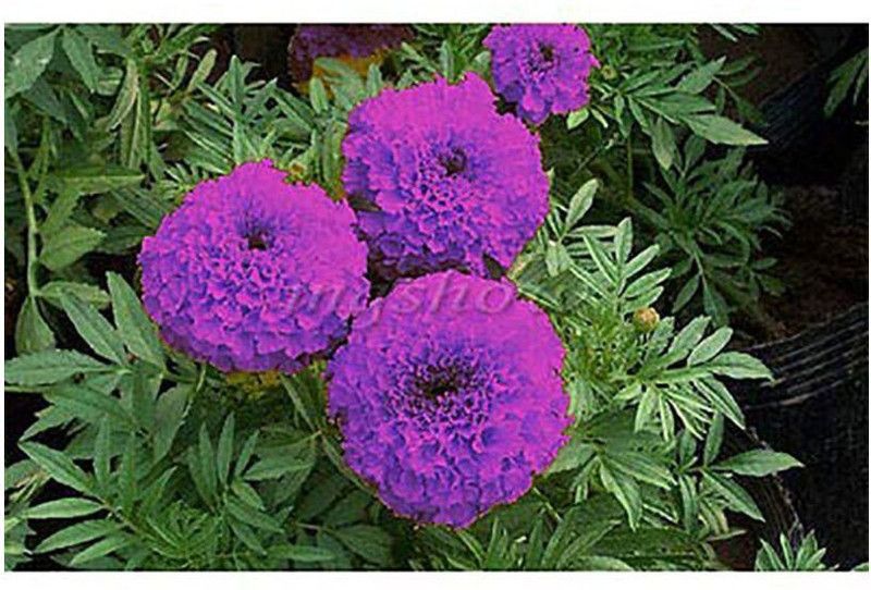 WILLVINE Blue Marigold Rare Marigold Flower Seeds Seed  (500 per packet)